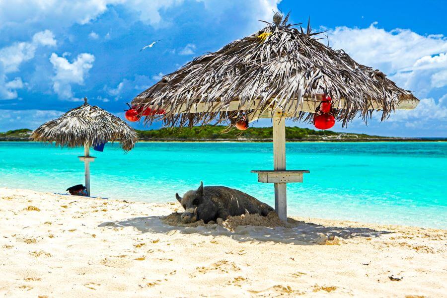 Pig-on-the-beach-Bahamas-iStock_000014488883_900x600