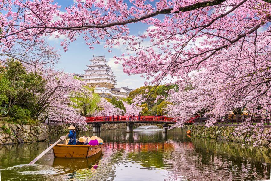 cerezos en flor en japón